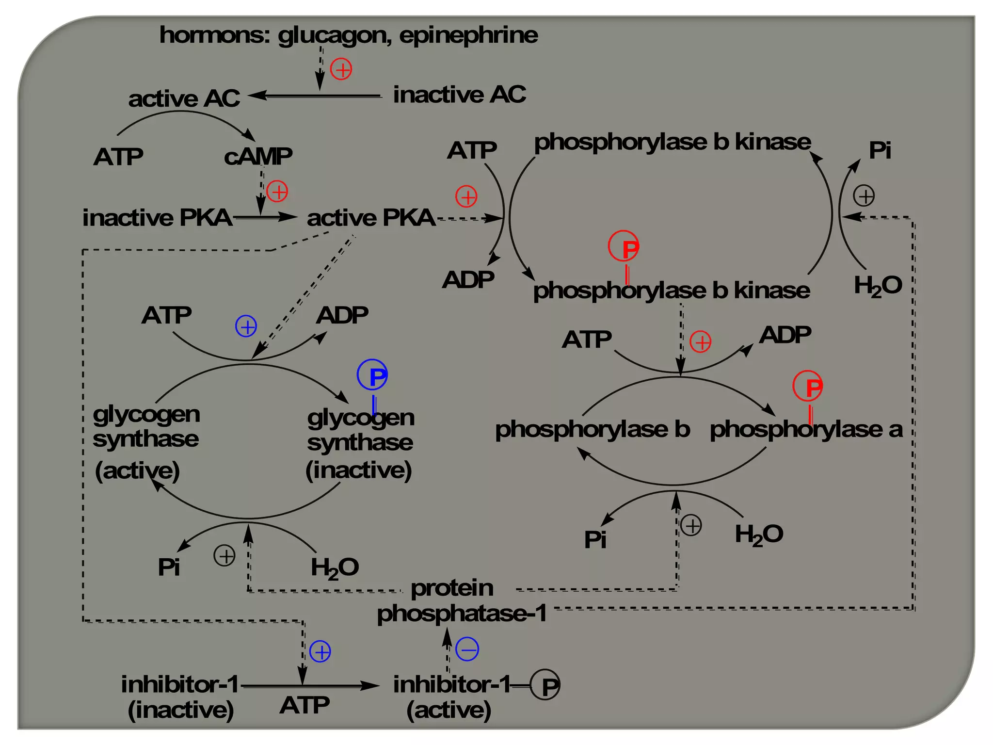 hormons: glucagon, epinephrine
inactive ACactive AC
ATP cAMP
inactive PKA active PKA
phosphorylase b kinase
phosphorylase b kinase
P
ATP
ADP
H2O
Pi
phosphorylase b
P
P
ATP ADP
Pi
H2O
ATP ADP
glycogen
synthase
glycogen
synthase
P
H2OPi
protein
phosphatase-1
(active) (inactive)
inhibitor-1
(active)
inhibitor-1
(inactive)
phosphorylase a
ATP
 
