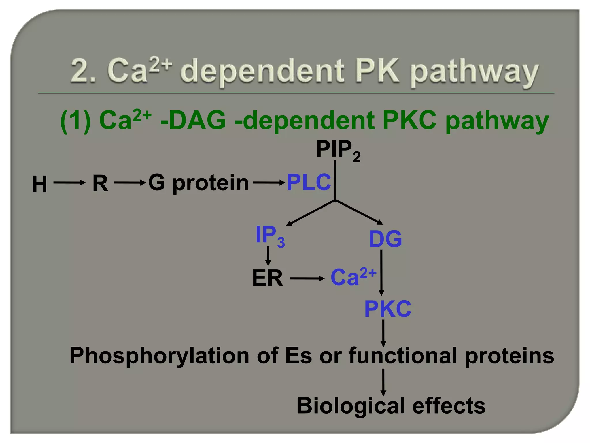 (1) Ca2+ -DAG -dependent PKC pathway
H R
PIP2
G protein PLC
IP3 DG
ER
PKC
Ca2+
Biological effects
Phosphorylation of Es or functional proteins
 