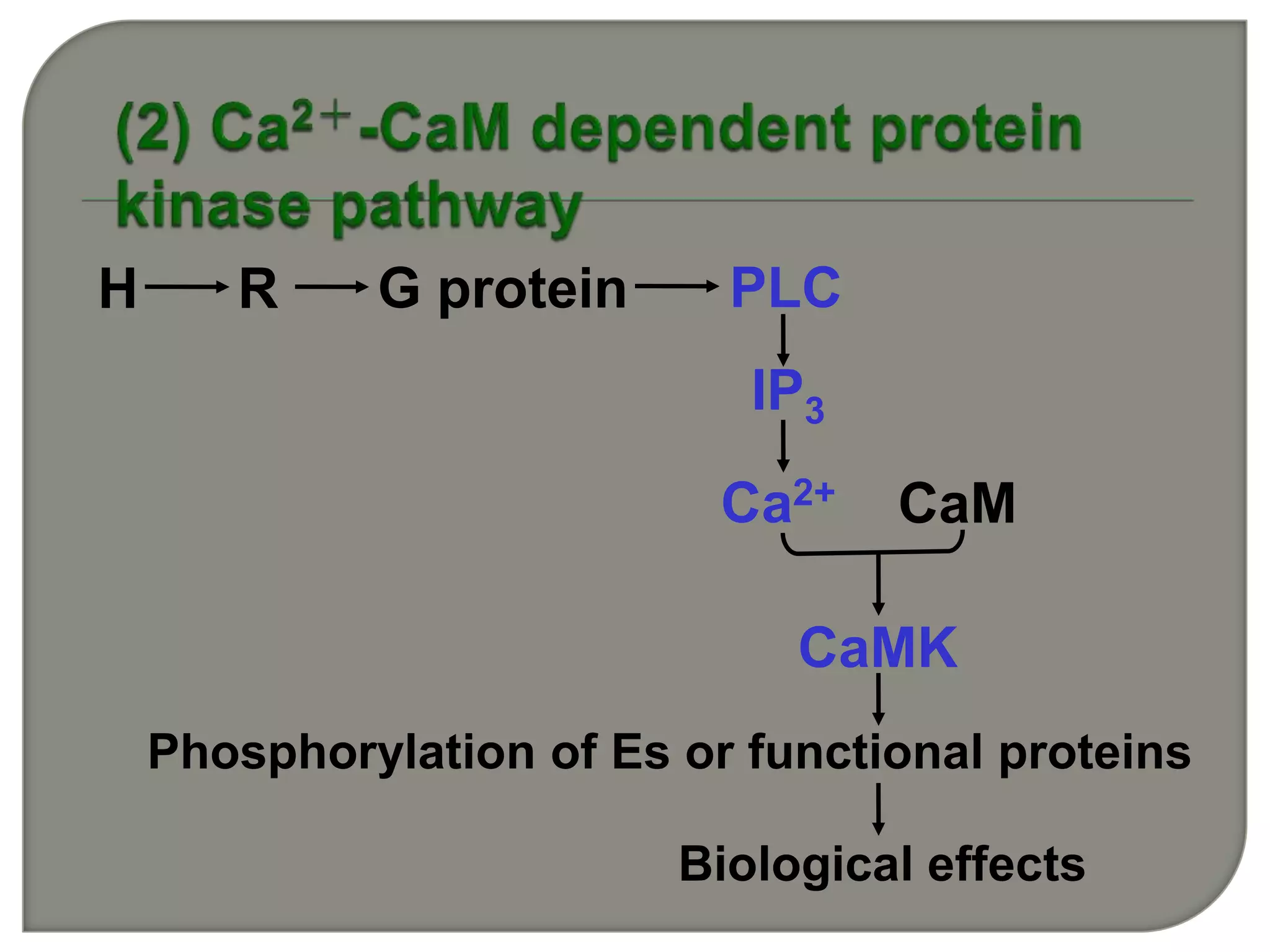 H R G protein PLC
IP3
Ca2+ CaM
CaMK
Biological effects
Phosphorylation of Es or functional proteins
 