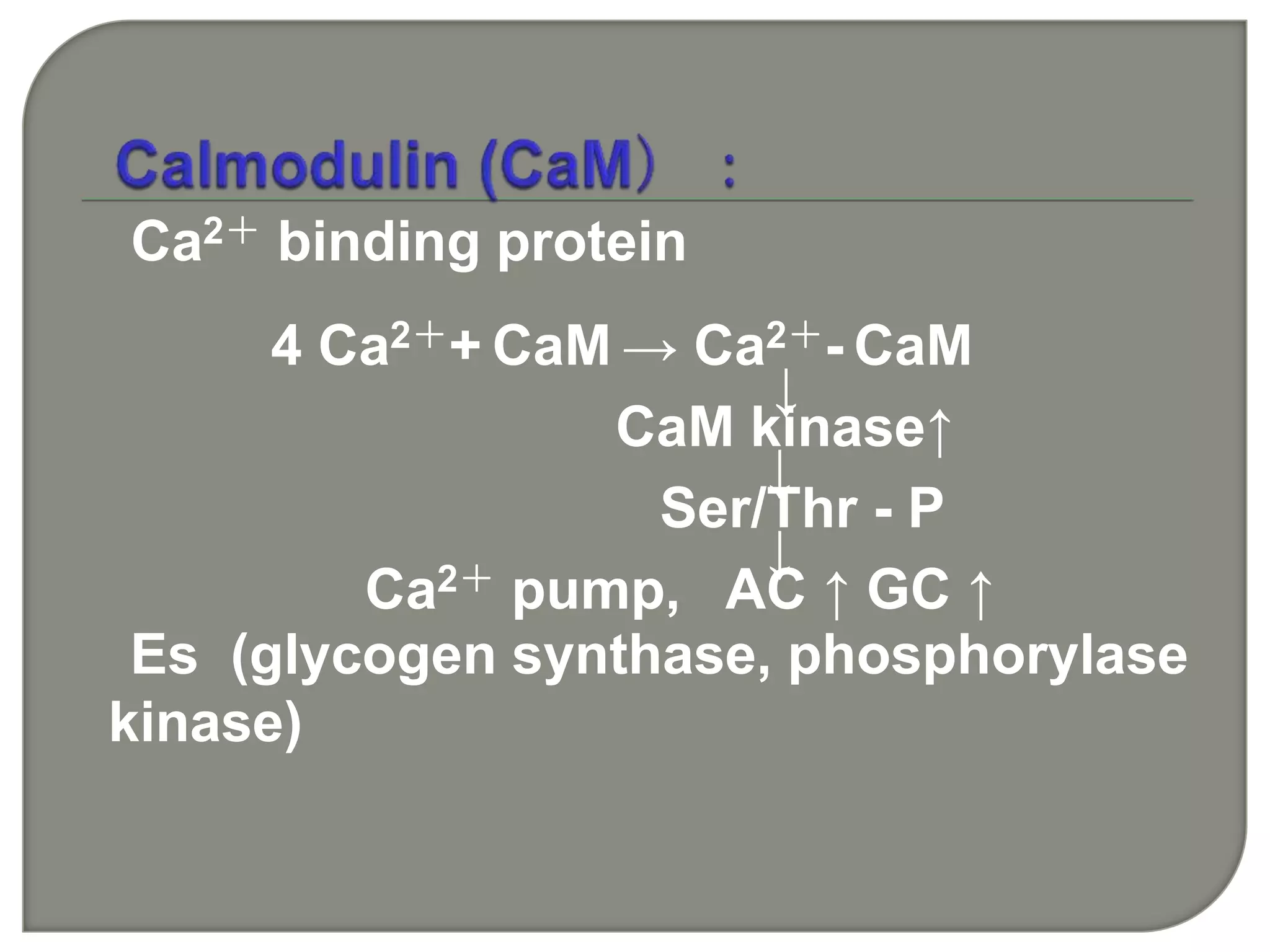 Ca2＋ binding protein
4 Ca2＋+ CaM → Ca2＋- CaM
↓
CaM kinase↑
↓
Ser/Thr - P
↓
Ca2＋ pump, AC ↑ GC ↑
Es (glycogen synthase, phosphorylase
kinase)
 