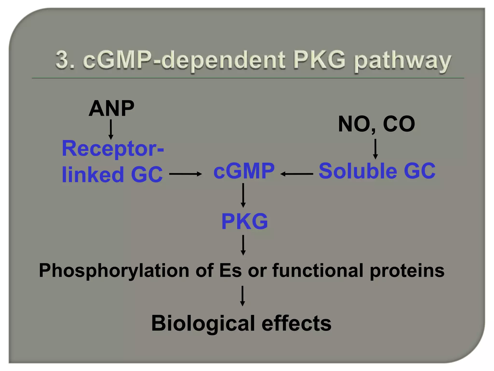 Biological effects
Phosphorylation of Es or functional proteins
ANP
NO, CO
Soluble GC
PKG
cGMP
Receptor-
linked GC
 