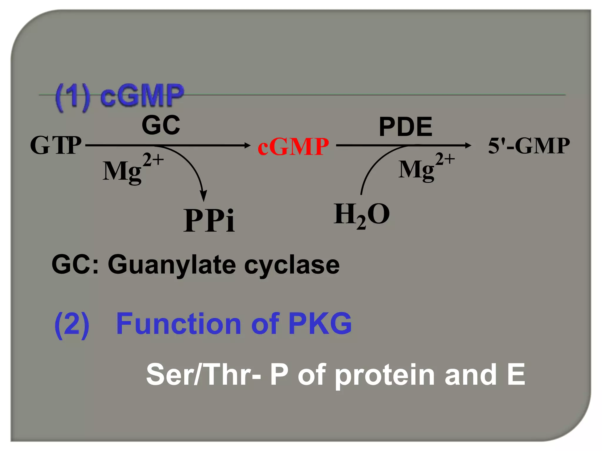 (2) Function of PKG
Ser/Thr- P of protein and E
Mg2+
PPi H2O
Mg2+
GTP cGMP 5'-GMP
GC PDE
GC: Guanylate cyclase
 