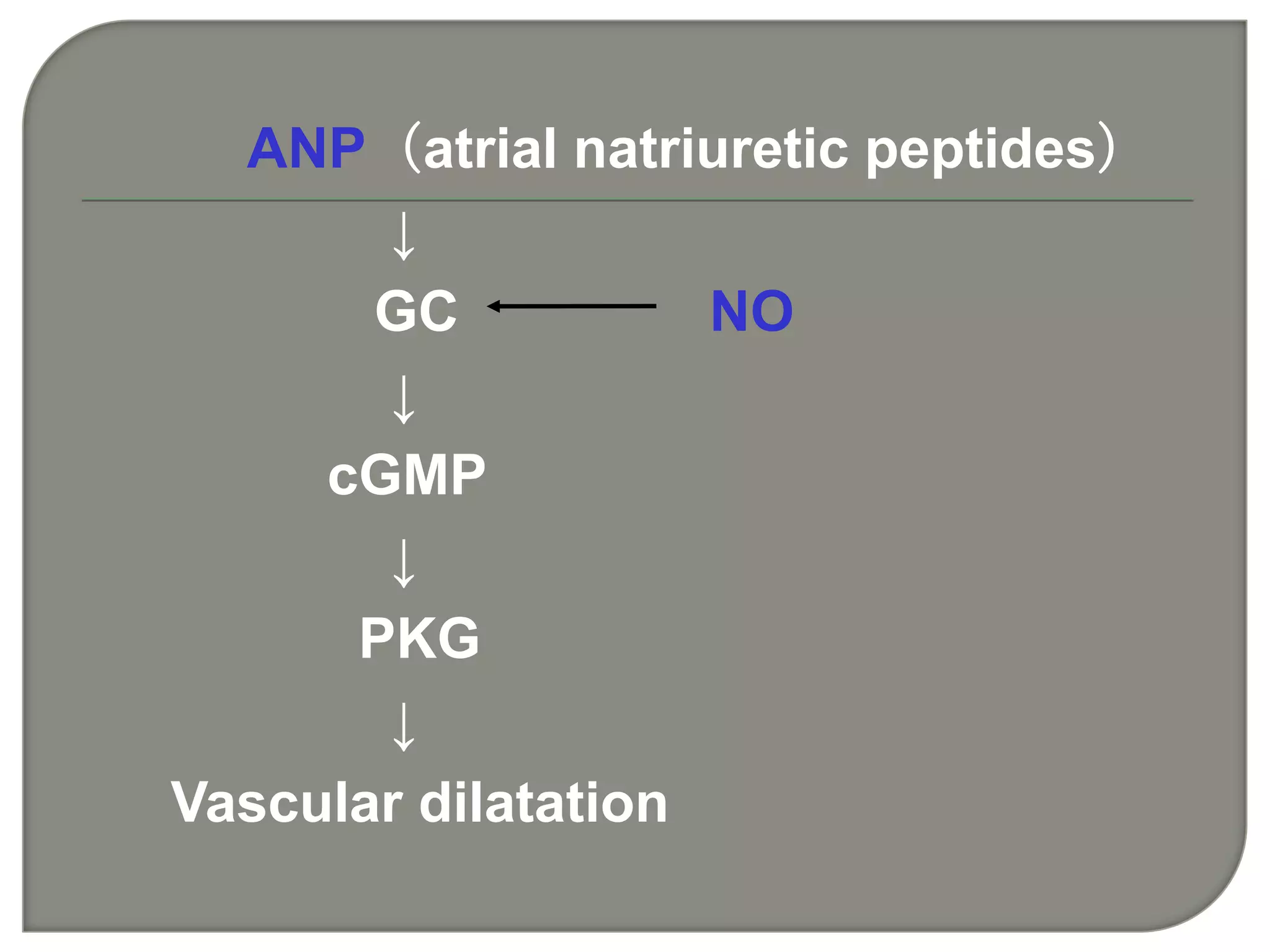 ANP（atrial natriuretic peptides）
↓
GC NO
↓
cGMP
↓
PKG
↓
Vascular dilatation
 