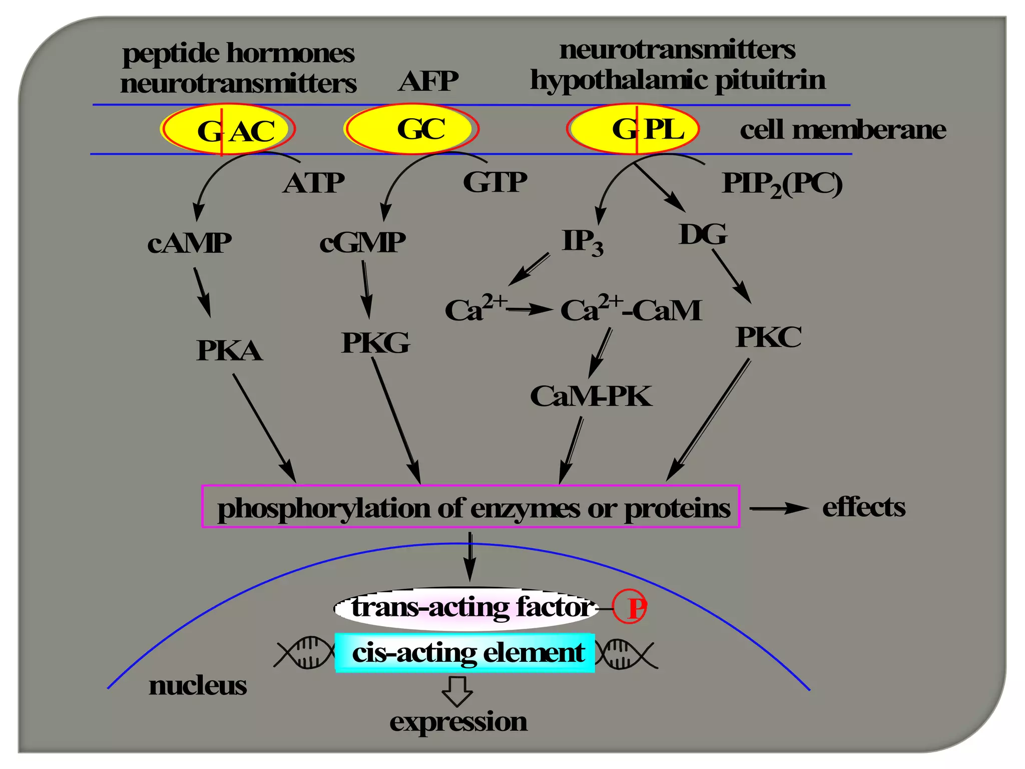cis-actingelement
nucleus
expression
cell memberane
phosphorylationof enzymes or proteins effects
CaM-PK
Ca2+
-CaMCa2+
IP3
DGcAMP cGMP
PKA PKG PKC
ATP GTP PIP2(PC)
GAC GC GPL
peptide hormones
neurotransmitters AFP
neurotransmitters
hypothalamic pituitrin
Ptrans-actingfactor
 
