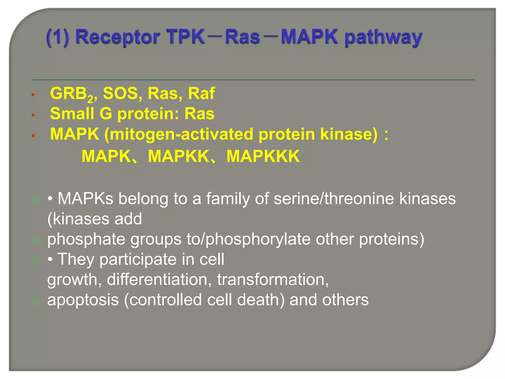 • GRB2, SOS, Ras, Raf
• Small G protein: Ras
• MAPK (mitogen-activated protein kinase)：
MAPK、MAPKK、MAPKKK
 • MAPKs belong to a family of serine/threonine kinases
(kinases add
 phosphate groups to/phosphorylate other proteins)
 • They participate in cell
growth, differentiation, transformation,
 apoptosis (controlled cell death) and others
 