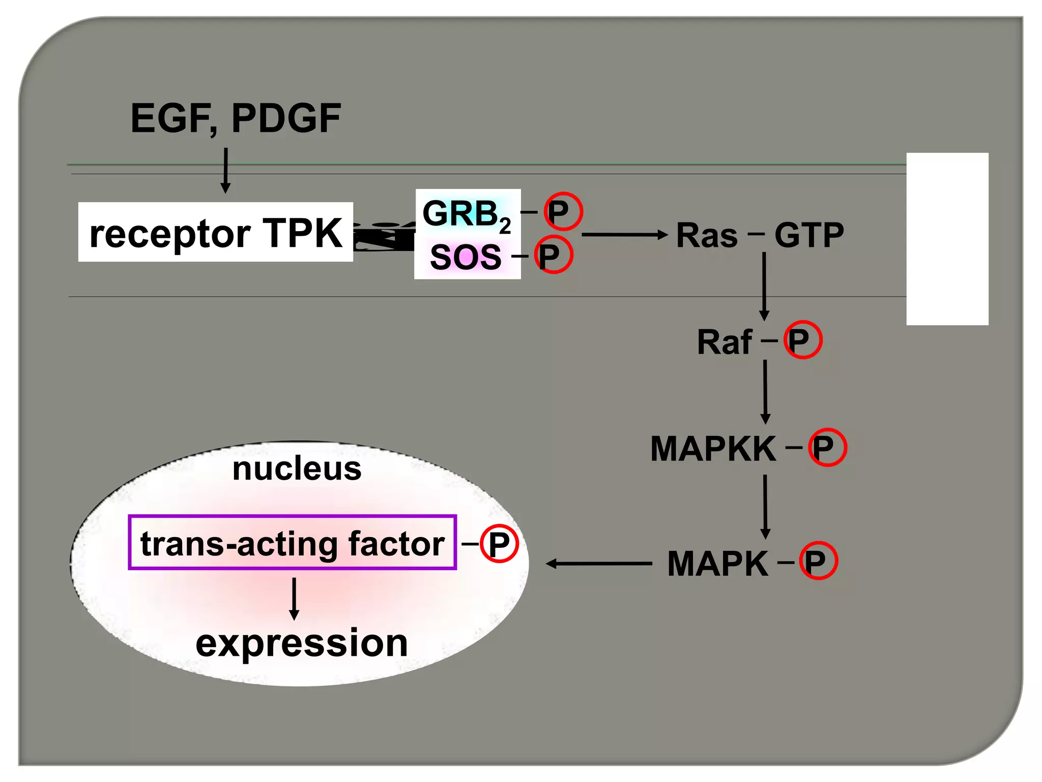 ÊÜÌåÐÍTPK
Ï¸
°û
Ä
EGF, PDGF
receptor TPK Ras－GTP
SOS－P
GRB2－P
Raf－P
MAPKK－P
MAPK－P
trans-acting factor
expression
nucleus
－P
 