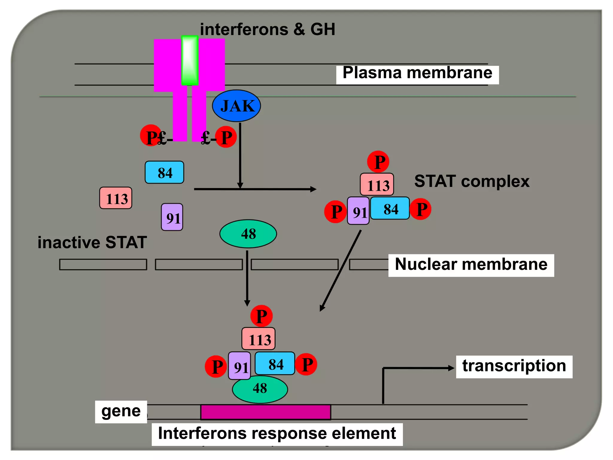 ÖÊÄ¤
¸ÉÈÅËØÓ¦´ðÔª¼þ
ºËÄ¤
»ùÒò
£- PP£-
JAK
113
91
84
48
113
P
91P 84 P
48
113
91 84P P
P
interferons & GH
inactive STAT
Plasma membrane
STAT complex
Nuclear membrane
gene
Interferons response element
transcription
 