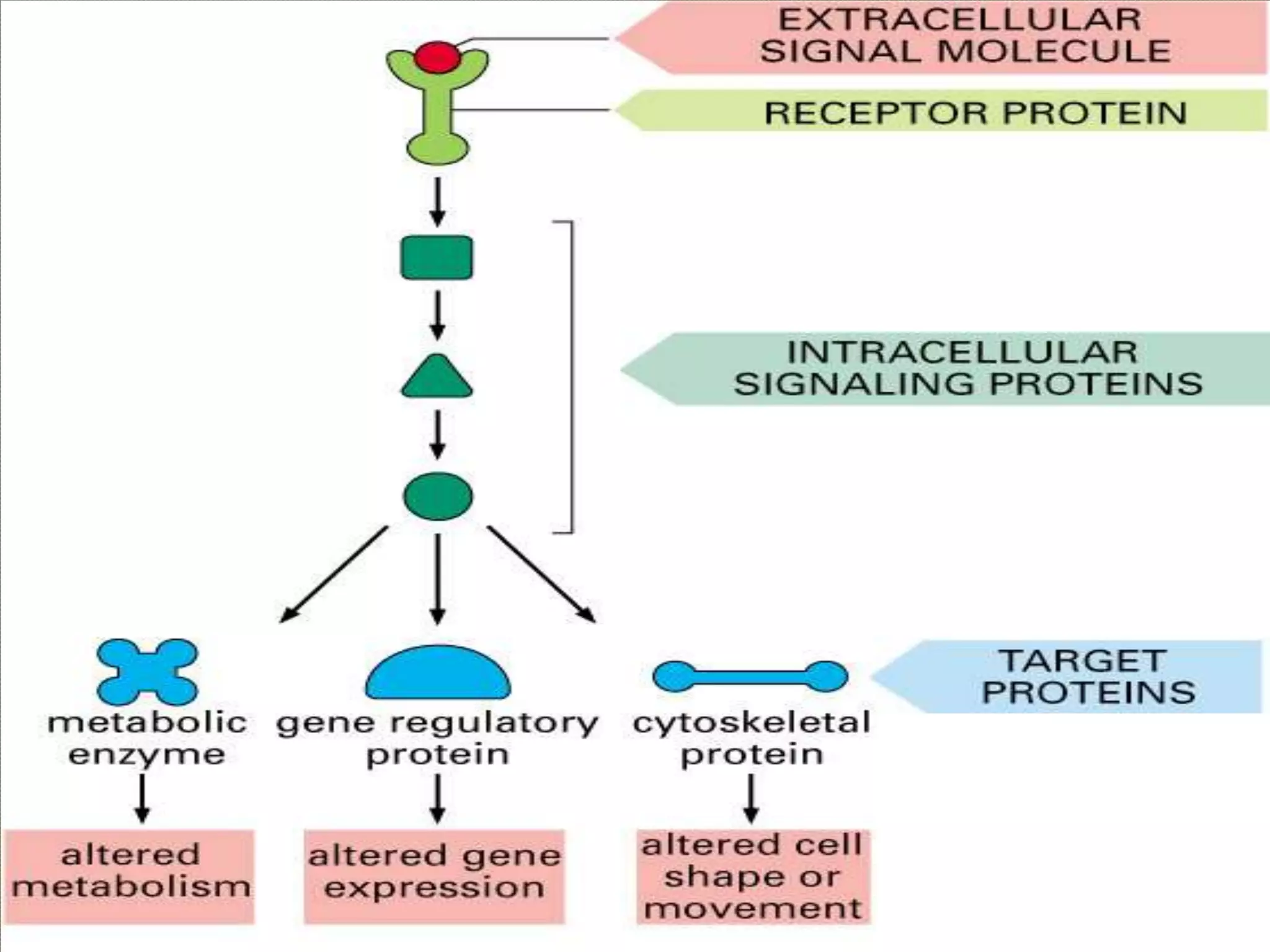 Signal transduction