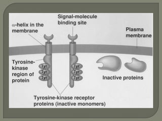Signal transduction | PPT