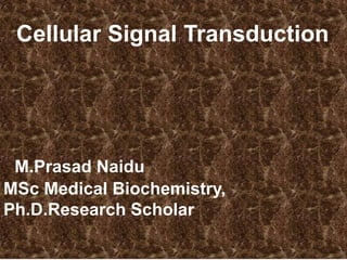 Cellular Signal Transduction
M.Prasad Naidu
MSc Medical Biochemistry,
Ph.D.Research Scholar
 