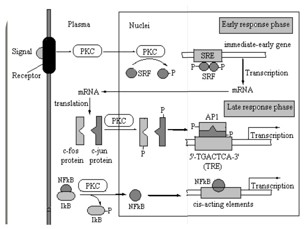 Signal transduction