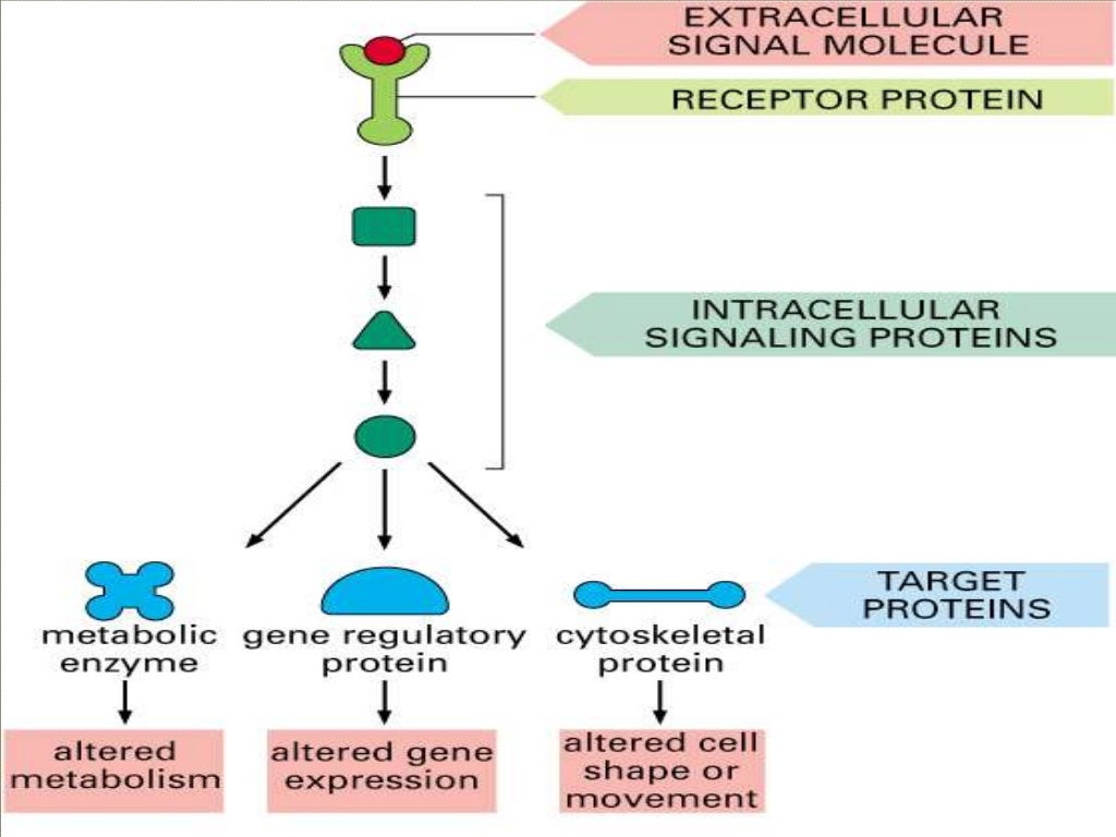 Signal transduction