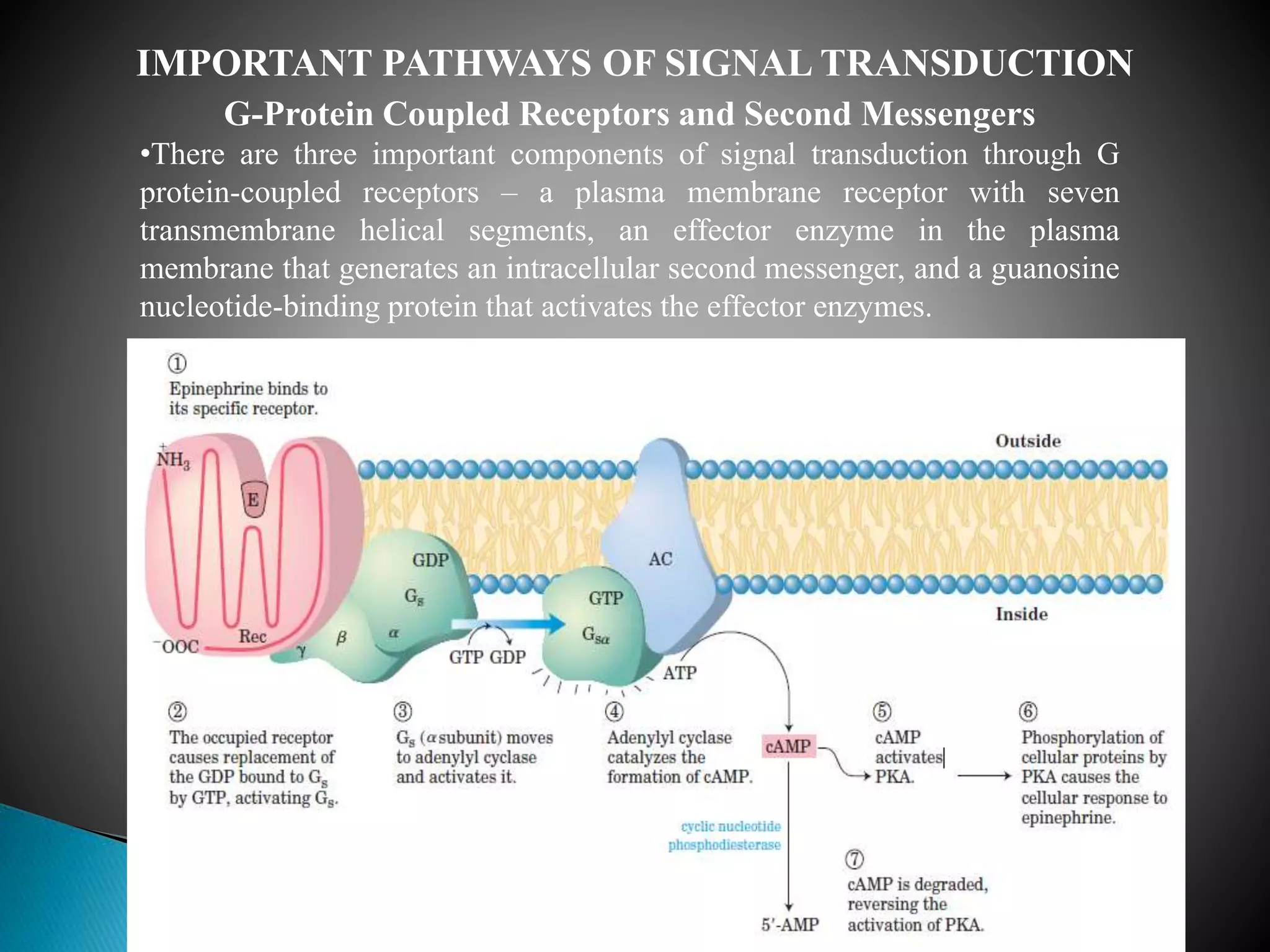 IMPORTANT PATHWAYS OF SIGNAL TRANSDUCTION
G-Protein Coupled Receptors and Second Messengers
•There are three important components of signal transduction through G
protein-coupled receptors – a plasma membrane receptor with seven
transmembrane helical segments, an effector enzyme in the plasma
membrane that generates an intracellular second messenger, and a guanosine
nucleotide-binding protein that activates the effector enzymes.
 
