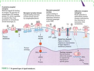 Transduction Reception Signal transduction | PPTX