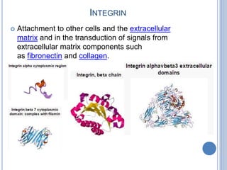INTEGRIN
 Attachment to other cells and the extracellular
matrix and in the transduction of signals from
extracellular matrix components such
as fibronectin and collagen.
 