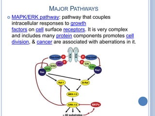 MAJOR PATHWAYS
 MAPK/ERK pathway: pathway that couples
intracellular responses to growth
factors on cell surface receptors. It is very complex
and includes many protein components promotes cell
division, & cancer are associated with aberrations in it.
 