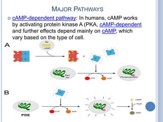 MAJOR PATHWAYS
 cAMP-dependent pathway: In humans, cAMP works
by activating protein kinase A (PKA, cAMP-dependent
and further effects depend mainly on cAMP, which
vary based on the type of cell.
 