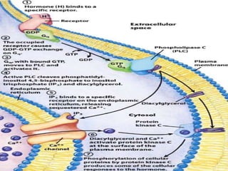 Signal transduction