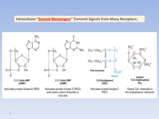 Signal transduction | PDF