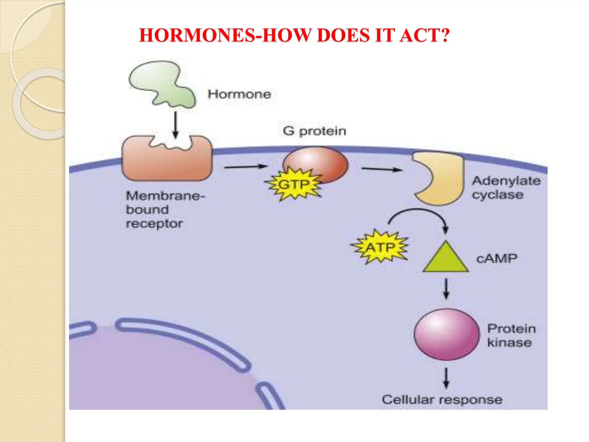 HORMONES-HOW DOES IT ACT?
 