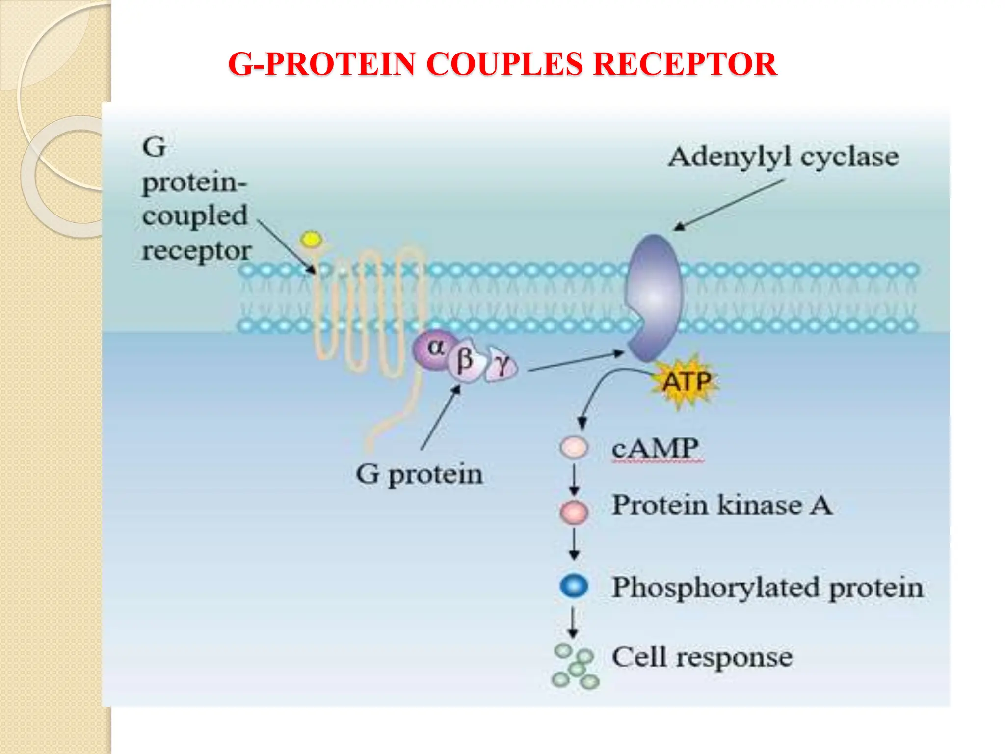 G-PROTEIN COUPLES RECEPTOR
 
