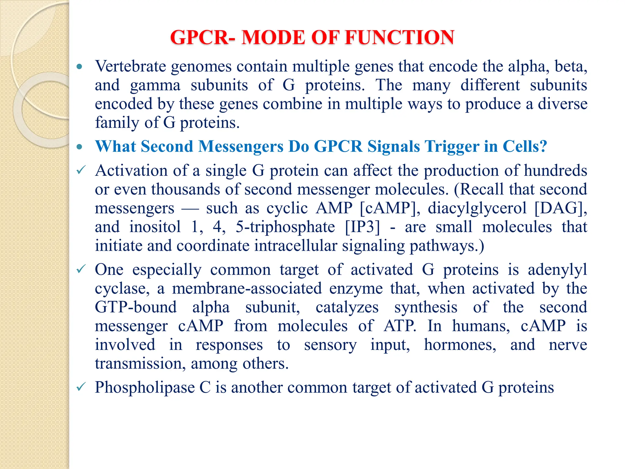 GPCR- MODE OF FUNCTION
 Vertebrate genomes contain multiple genes that encode the alpha, beta,
and gamma subunits of G proteins. The many different subunits
encoded by these genes combine in multiple ways to produce a diverse
family of G proteins.
 What Second Messengers Do GPCR Signals Trigger in Cells?
 Activation of a single G protein can affect the production of hundreds
or even thousands of second messenger molecules. (Recall that second
messengers — such as cyclic AMP [cAMP], diacylglycerol [DAG],
and inositol 1, 4, 5-triphosphate [IP3] - are small molecules that
initiate and coordinate intracellular signaling pathways.)
 One especially common target of activated G proteins is adenylyl
cyclase, a membrane-associated enzyme that, when activated by the
GTP-bound alpha subunit, catalyzes synthesis of the second
messenger cAMP from molecules of ATP. In humans, cAMP is
involved in responses to sensory input, hormones, and nerve
transmission, among others.
 Phospholipase C is another common target of activated G proteins
 