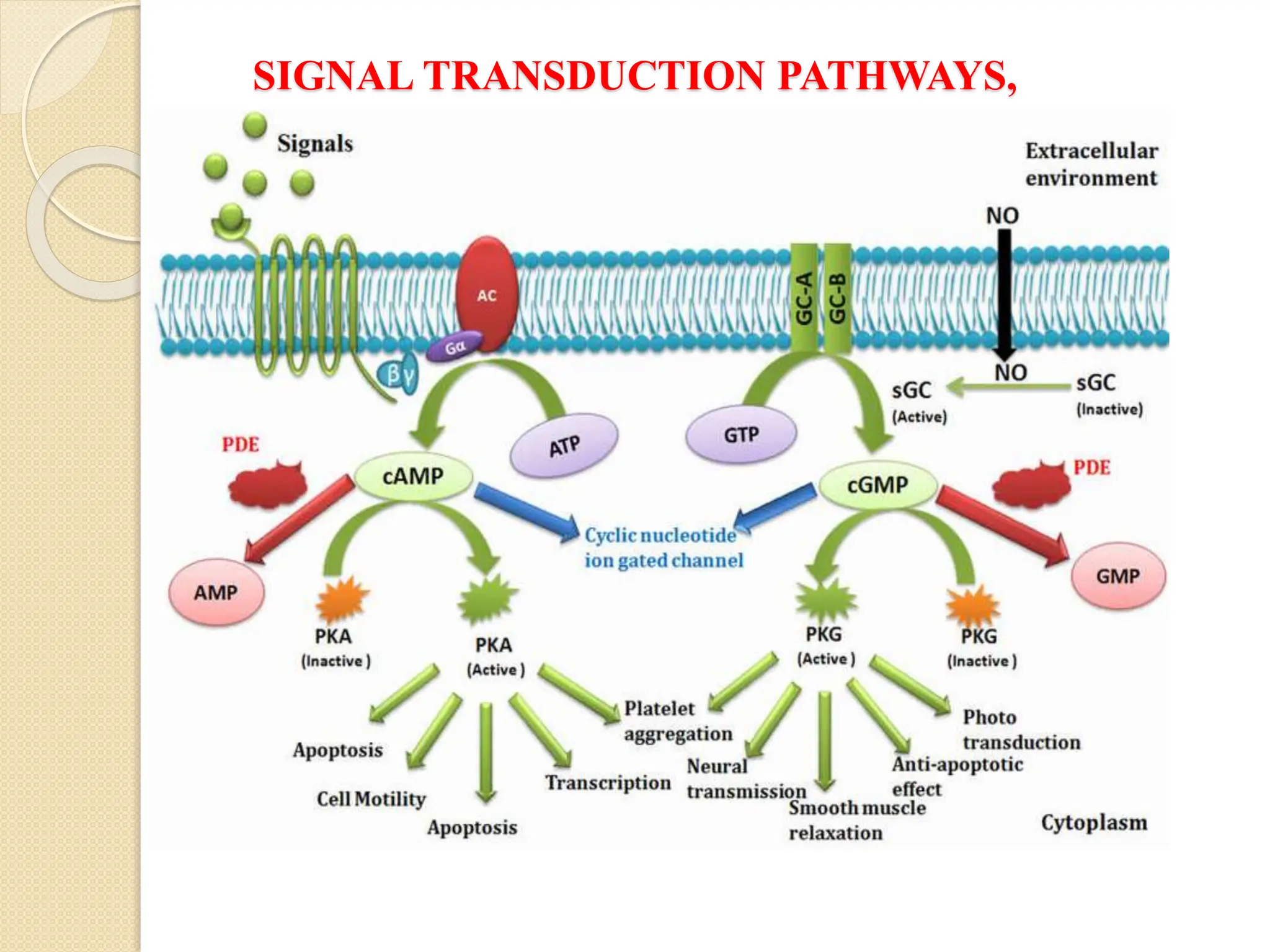 SIGNAL TRANSDUCTION PATHWAYS,
 