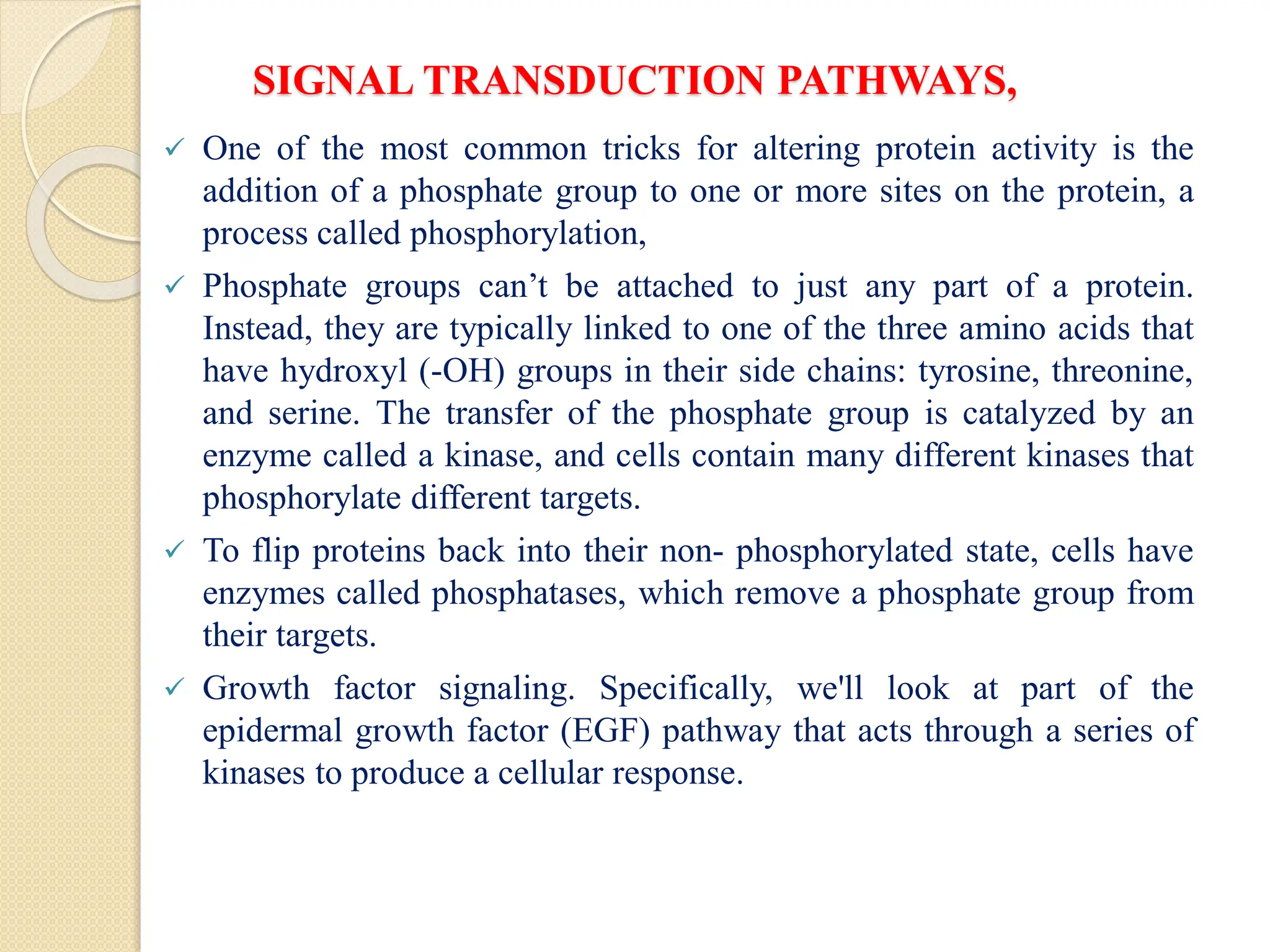 SIGNAL TRANSDUCTION PATHWAYS,
 One of the most common tricks for altering protein activity is the
addition of a phosphate group to one or more sites on the protein, a
process called phosphorylation,
 Phosphate groups can’t be attached to just any part of a protein.
Instead, they are typically linked to one of the three amino acids that
have hydroxyl (-OH) groups in their side chains: tyrosine, threonine,
and serine. The transfer of the phosphate group is catalyzed by an
enzyme called a kinase, and cells contain many different kinases that
phosphorylate different targets.
 To flip proteins back into their non- phosphorylated state, cells have
enzymes called phosphatases, which remove a phosphate group from
their targets.
 Growth factor signaling. Specifically, we'll look at part of the
epidermal growth factor (EGF) pathway that acts through a series of
kinases to produce a cellular response.
 