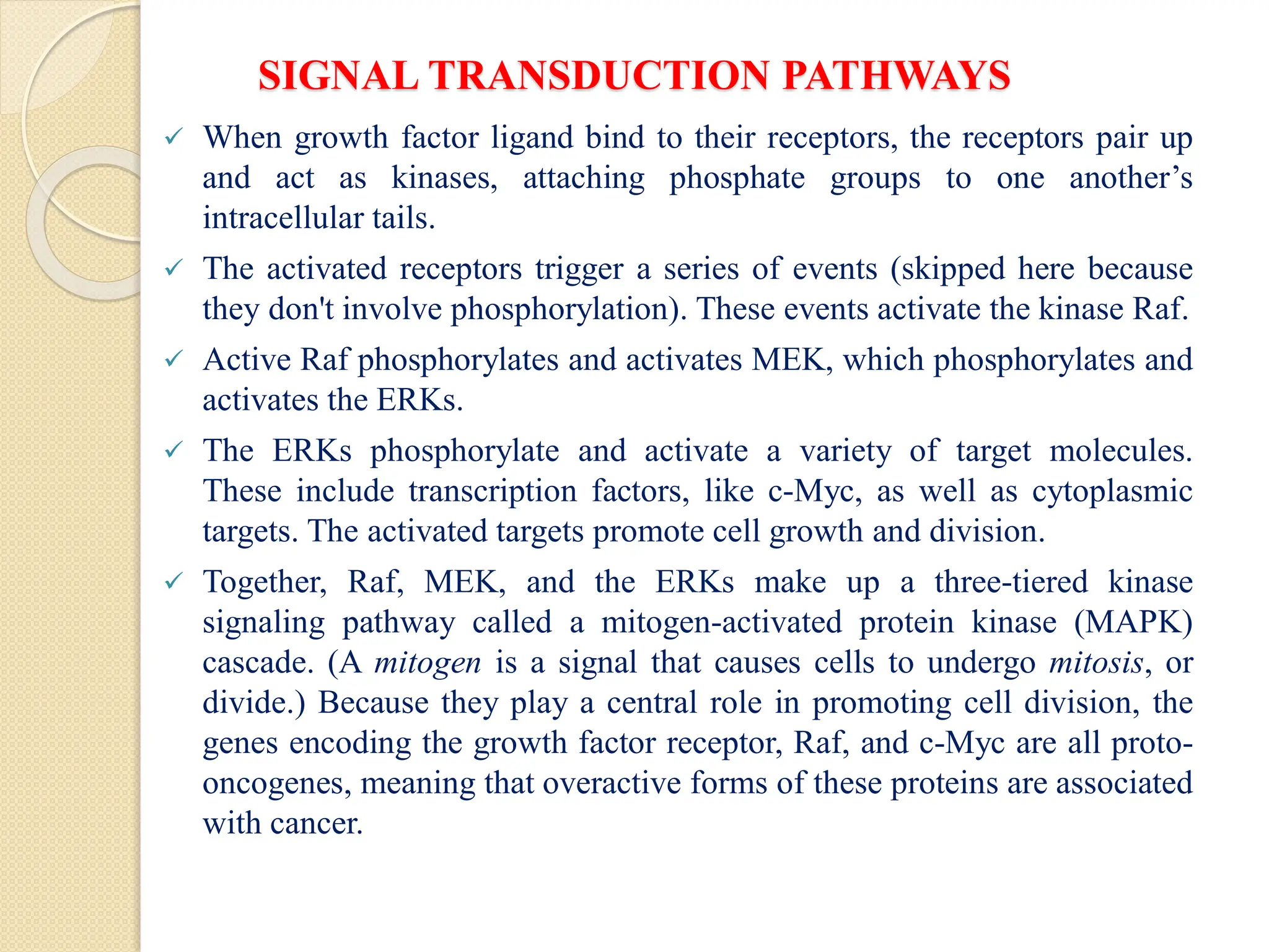 SIGNAL TRANSDUCTION PATHWAYS
 When growth factor ligand bind to their receptors, the receptors pair up
and act as kinases, attaching phosphate groups to one another’s
intracellular tails.
 The activated receptors trigger a series of events (skipped here because
they don't involve phosphorylation). These events activate the kinase Raf.
 Active Raf phosphorylates and activates MEK, which phosphorylates and
activates the ERKs.
 The ERKs phosphorylate and activate a variety of target molecules.
These include transcription factors, like c-Myc, as well as cytoplasmic
targets. The activated targets promote cell growth and division.
 Together, Raf, MEK, and the ERKs make up a three-tiered kinase
signaling pathway called a mitogen-activated protein kinase (MAPK)
cascade. (A mitogen is a signal that causes cells to undergo mitosis, or
divide.) Because they play a central role in promoting cell division, the
genes encoding the growth factor receptor, Raf, and c-Myc are all proto-
oncogenes, meaning that overactive forms of these proteins are associated
with cancer.
 