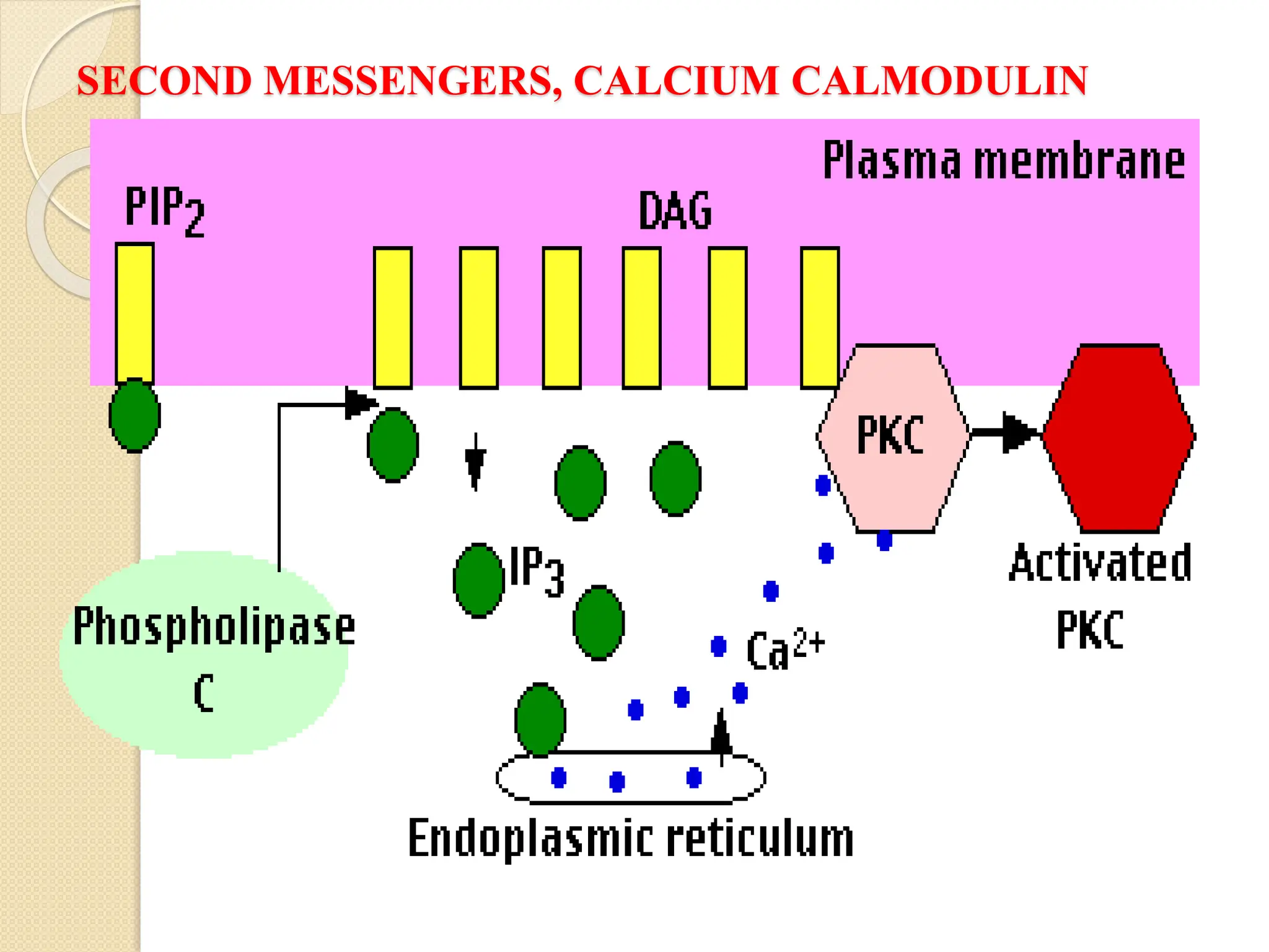 SECOND MESSENGERS, CALCIUM CALMODULIN
 