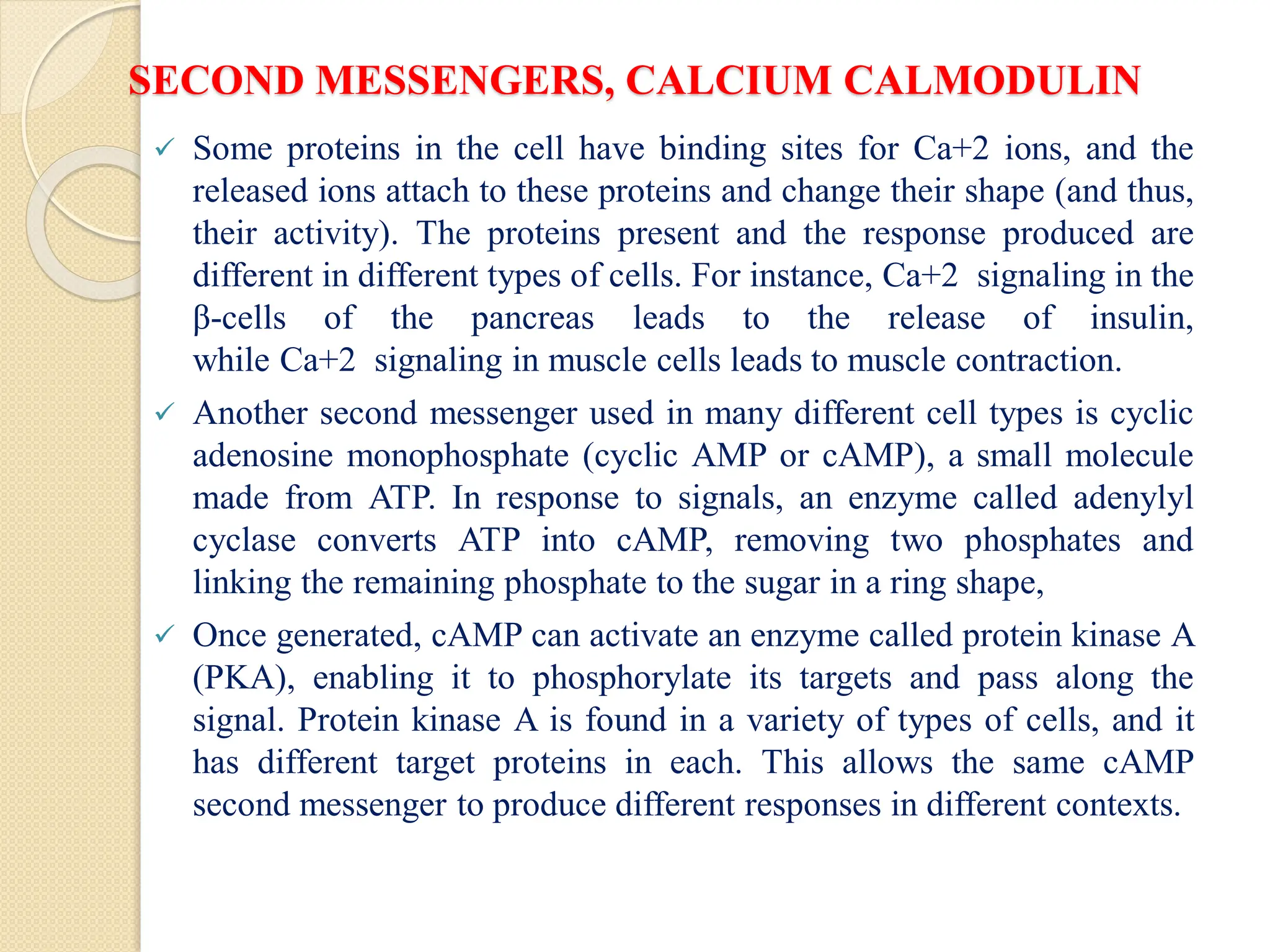 SECOND MESSENGERS, CALCIUM CALMODULIN
 Some proteins in the cell have binding sites for Ca+2 ions, and the
released ions attach to these proteins and change their shape (and thus,
their activity). The proteins present and the response produced are
different in different types of cells. For instance, Ca+2 signaling in the
β-cells of the pancreas leads to the release of insulin,
while Ca+2 signaling in muscle cells leads to muscle contraction.
 Another second messenger used in many different cell types is cyclic
adenosine monophosphate (cyclic AMP or cAMP), a small molecule
made from ATP. In response to signals, an enzyme called adenylyl
cyclase converts ATP into cAMP, removing two phosphates and
linking the remaining phosphate to the sugar in a ring shape,
 Once generated, cAMP can activate an enzyme called protein kinase A
(PKA), enabling it to phosphorylate its targets and pass along the
signal. Protein kinase A is found in a variety of types of cells, and it
has different target proteins in each. This allows the same cAMP
second messenger to produce different responses in different contexts.
 