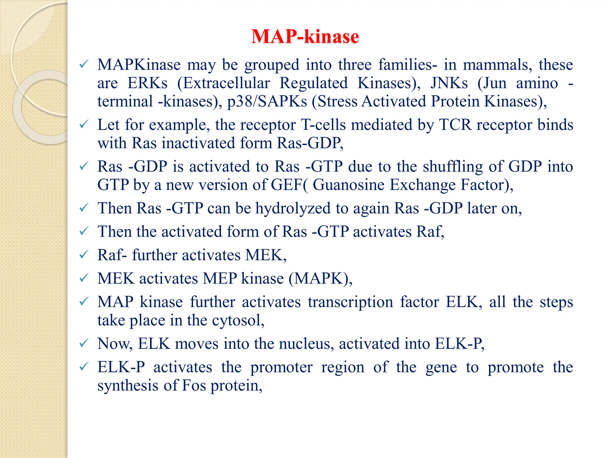 MAP-kinase
 MAPKinase may be grouped into three families- in mammals, these
are ERKs (Extracellular Regulated Kinases), JNKs (Jun amino -
terminal -kinases), p38/SAPKs (Stress Activated Protein Kinases),
 Let for example, the receptor T-cells mediated by TCR receptor binds
with Ras inactivated form Ras-GDP,
 Ras -GDP is activated to Ras -GTP due to the shuffling of GDP into
GTP by a new version of GEF( Guanosine Exchange Factor),
 Then Ras -GTP can be hydrolyzed to again Ras -GDP later on,
 Then the activated form of Ras -GTP activates Raf,
 Raf- further activates MEK,
 MEK activates MEP kinase (MAPK),
 MAP kinase further activates transcription factor ELK, all the steps
take place in the cytosol,
 Now, ELK moves into the nucleus, activated into ELK-P,
 ELK-P activates the promoter region of the gene to promote the
synthesis of Fos protein,
 