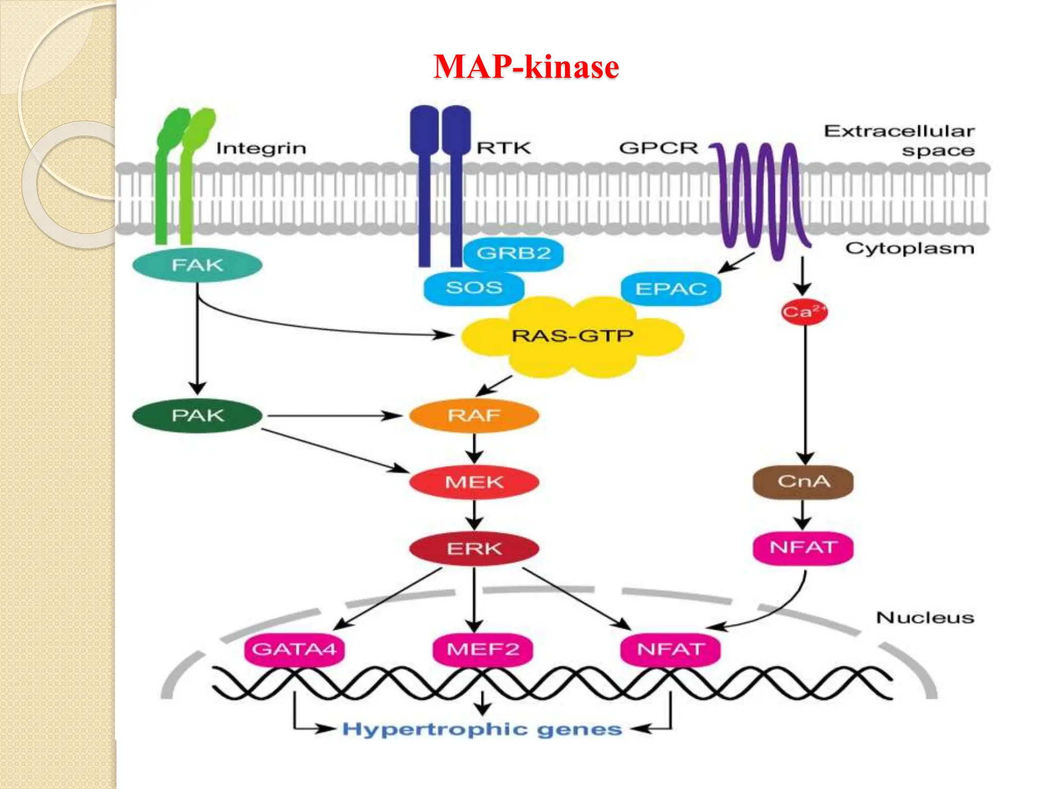 MAP-kinase
 