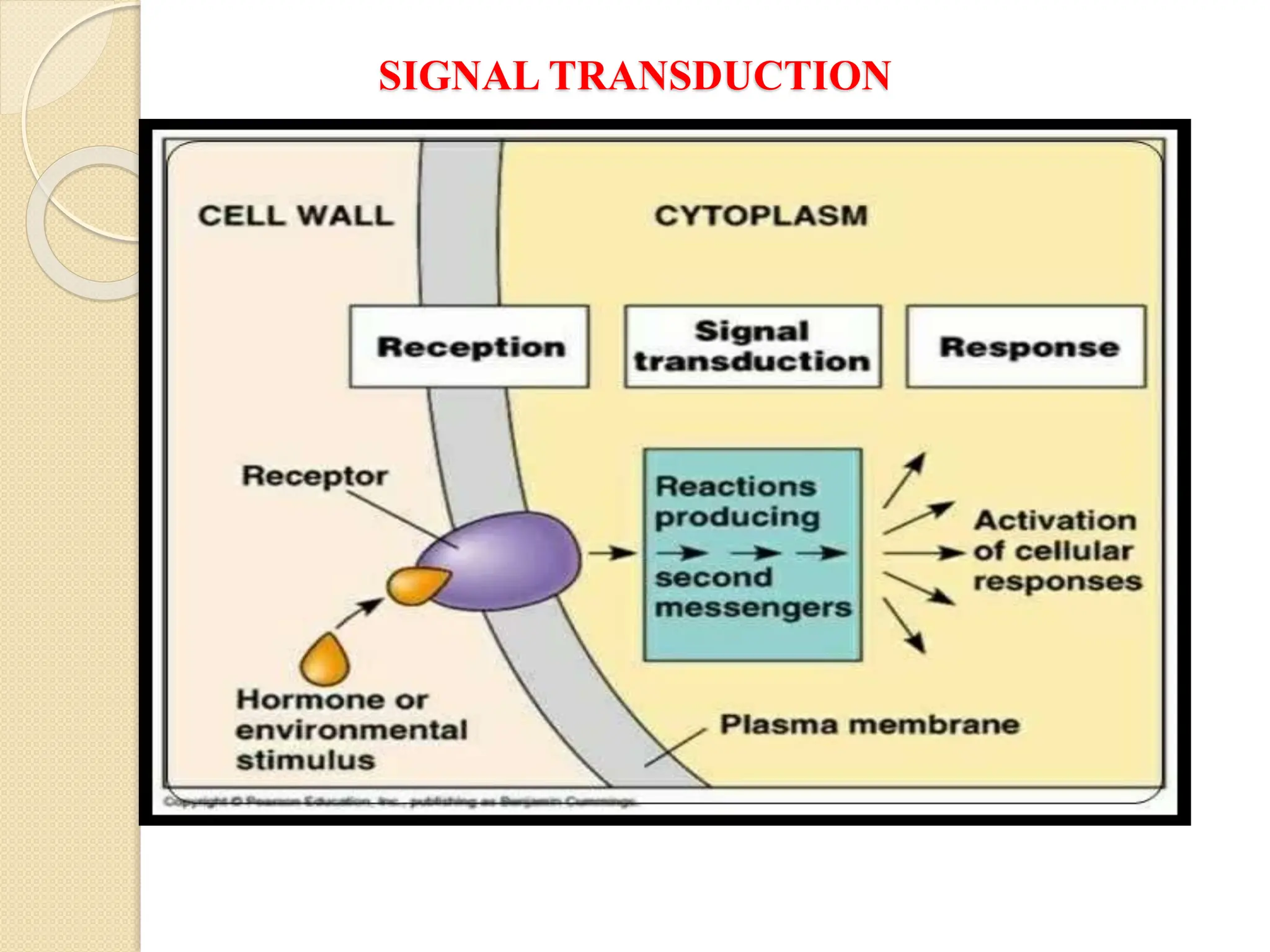 SIGNAL TRANSDUCTION
 