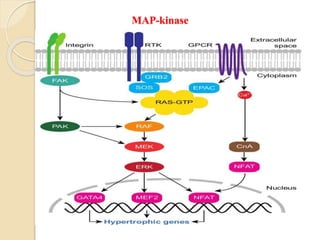 Cellular Communication: Signal Transduction Pathway | PDF