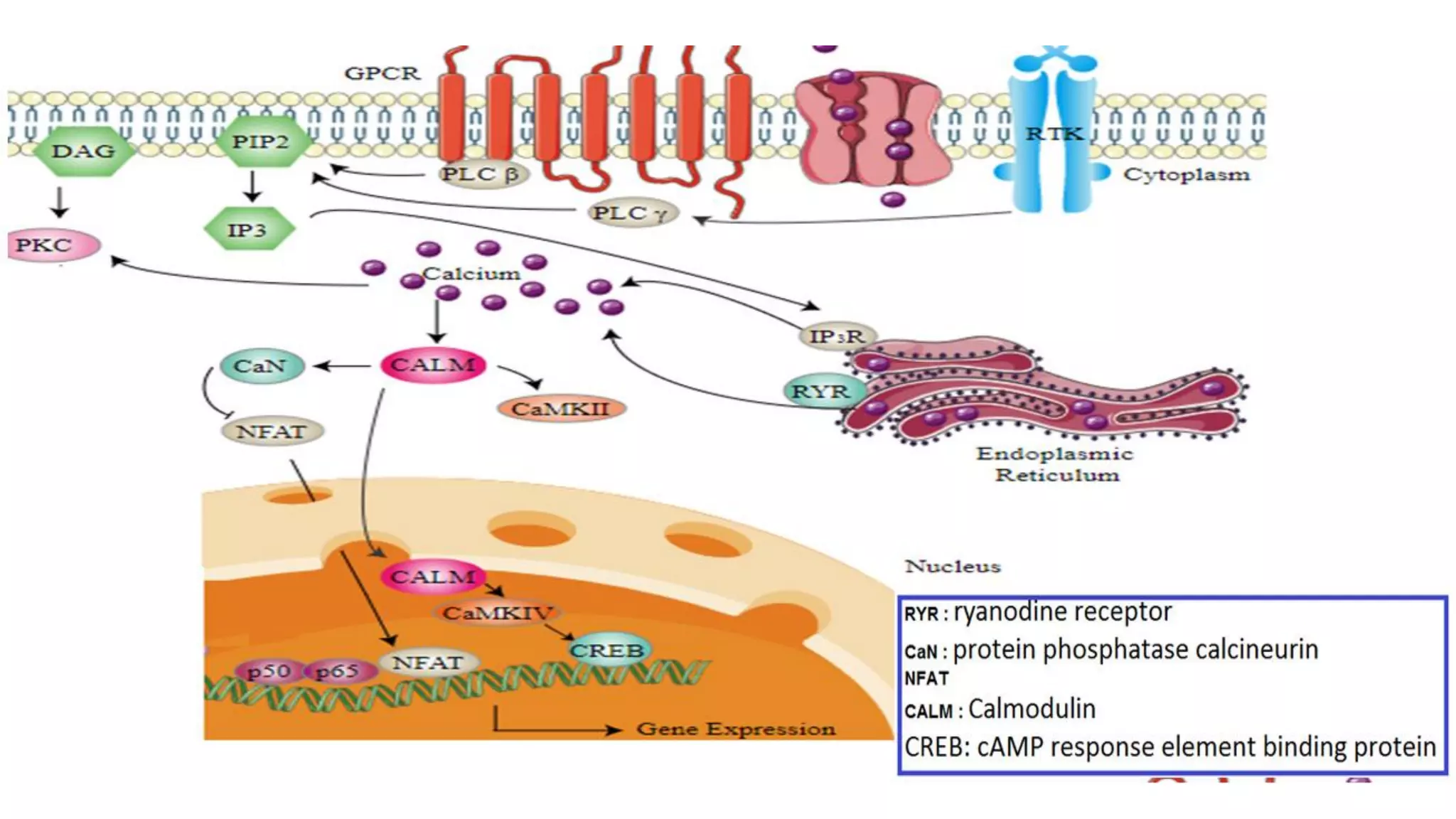 Signal transduction Calcium Signaling | PDF