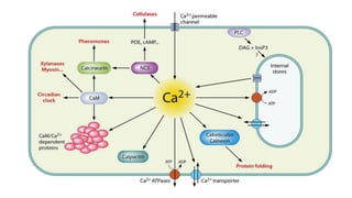 Signal transduction Calcium Signaling | PDF
