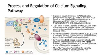 Transduction Du Signal Dans Le Calcium
