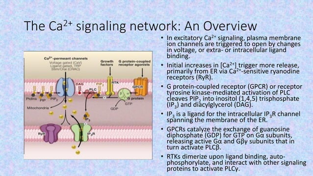 Second messengers in Signal transduction (Calcium ions) | PDF ...