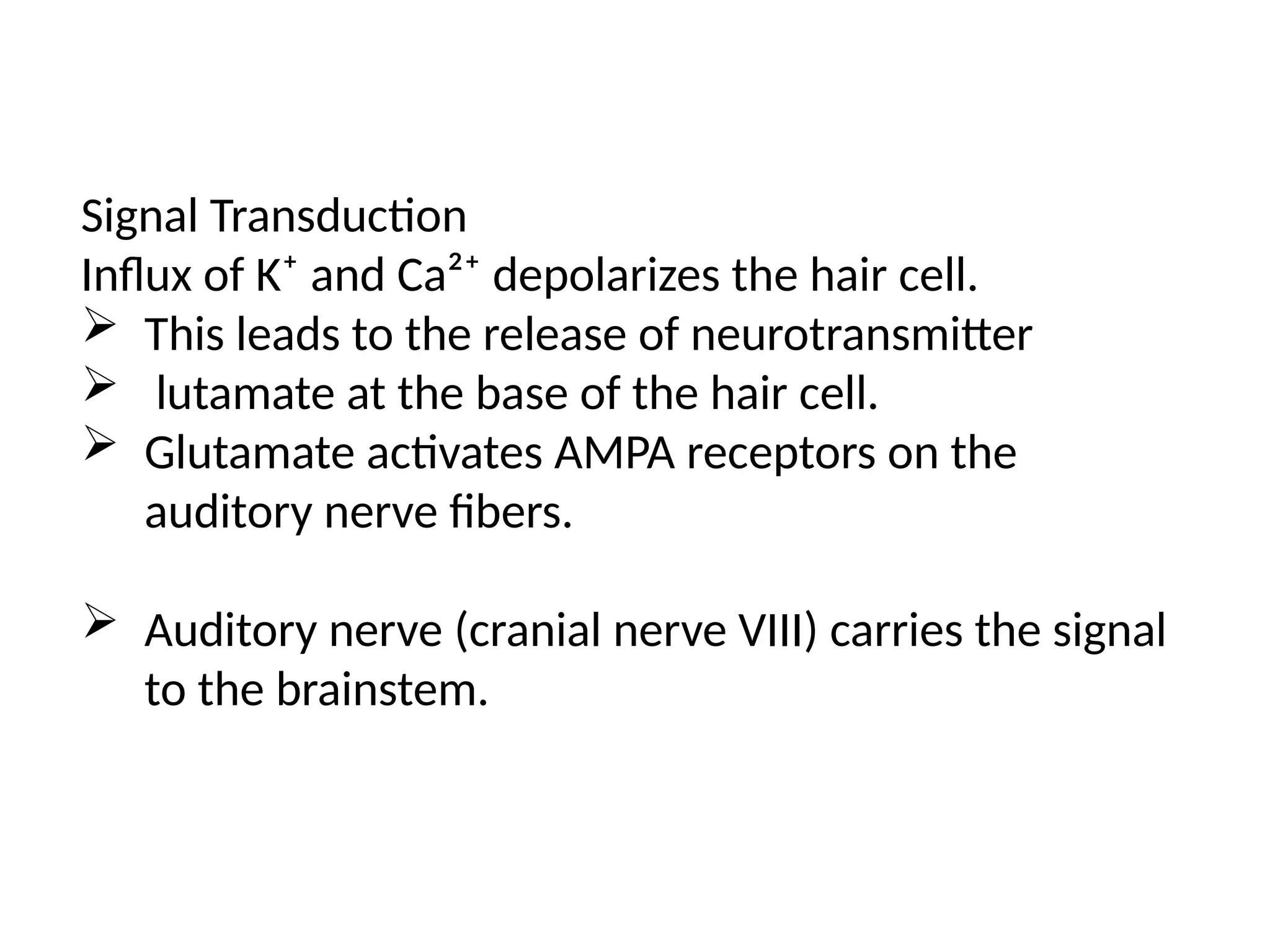 Signal Transduction
Influx of K⁺ and Ca²⁺ depolarizes the hair cell.
 This leads to the release of neurotransmitter
 lutamate at the base of the hair cell.
 Glutamate activates AMPA receptors on the
auditory nerve fibers.
 Auditory nerve (cranial nerve VIII) carries the signal
to the brainstem.
 