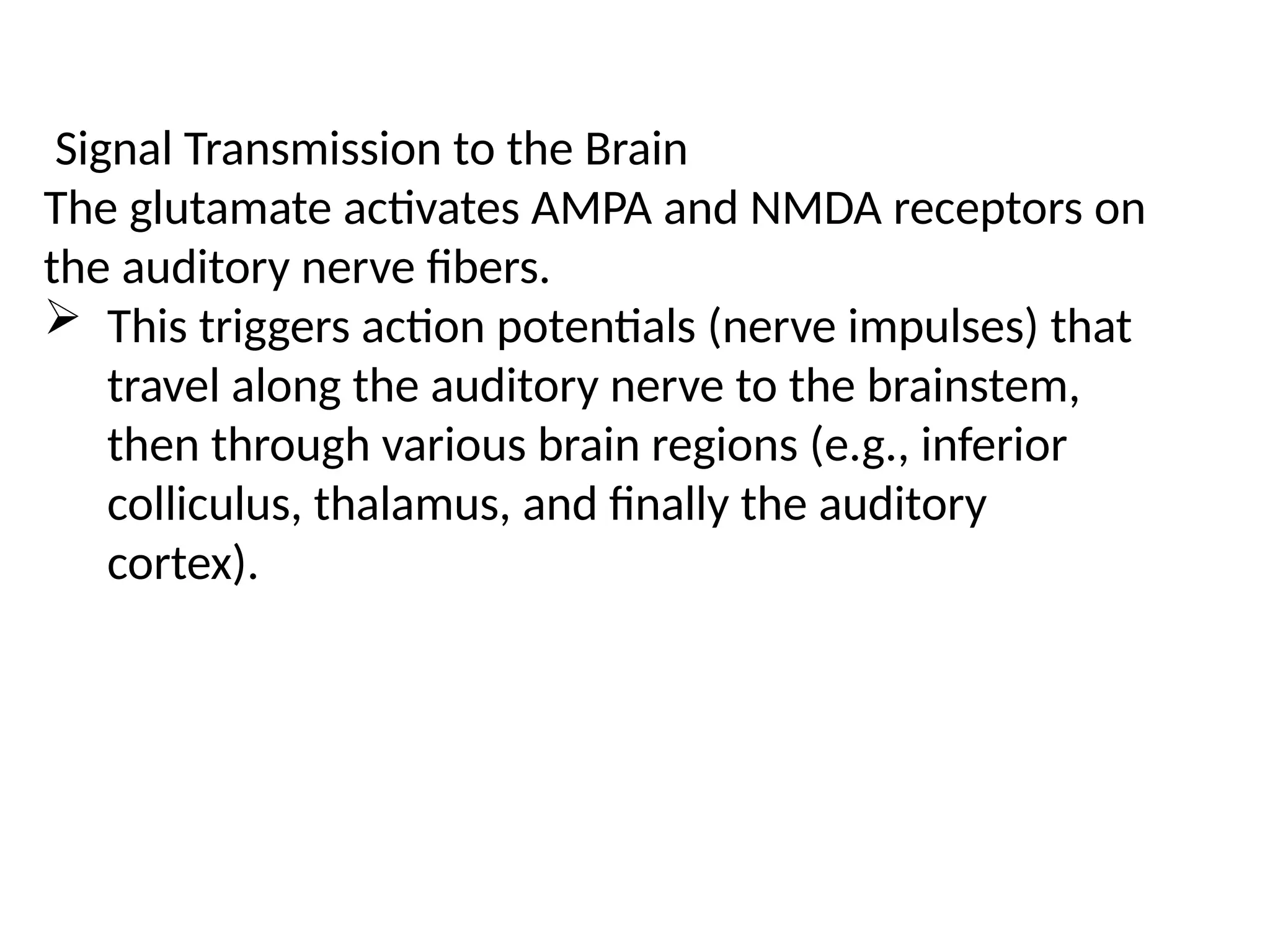 Signal Transmission to the Brain
The glutamate activates AMPA and NMDA receptors on
the auditory nerve fibers.
 This triggers action potentials (nerve impulses) that
travel along the auditory nerve to the brainstem,
then through various brain regions (e.g., inferior
colliculus, thalamus, and finally the auditory
cortex).
 