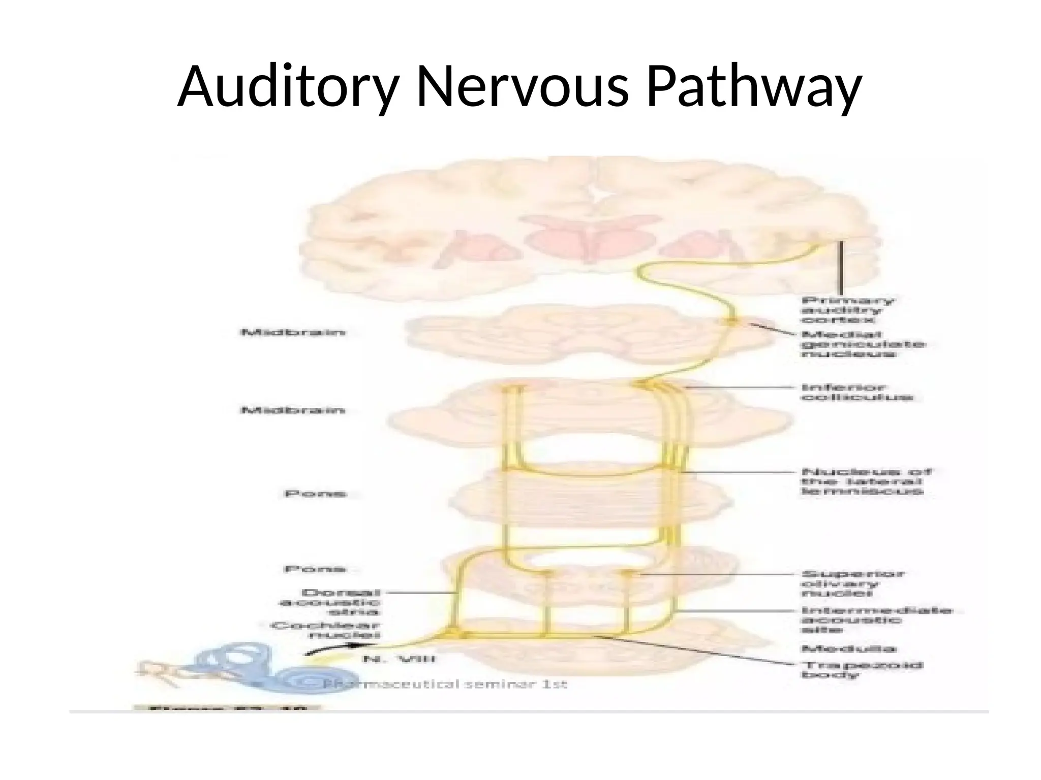 Auditory Nervous Pathway
 