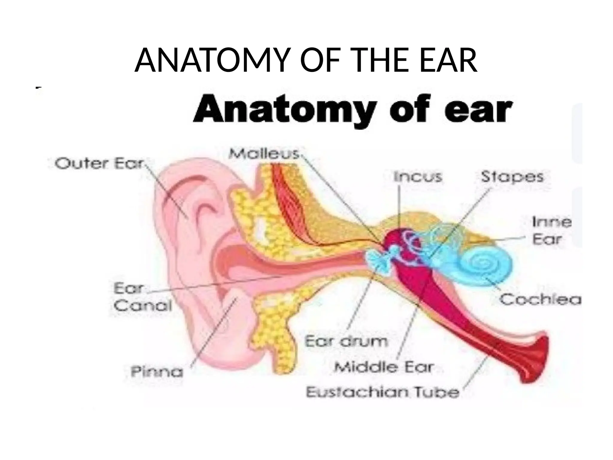 ANATOMY OF THE EAR
 