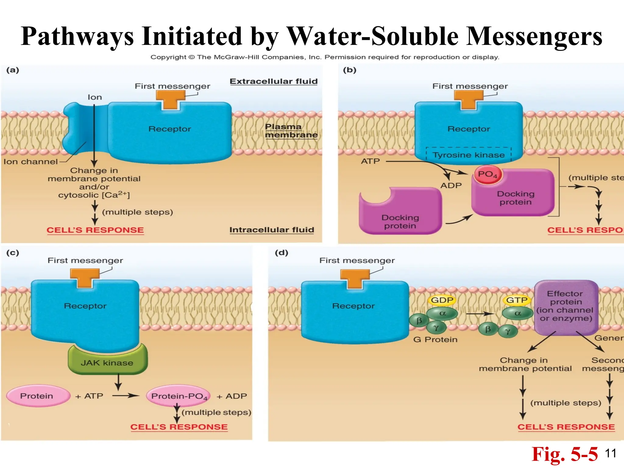 11
Pathways Initiated by Water-Soluble Messengers
Fig. 5-5
 