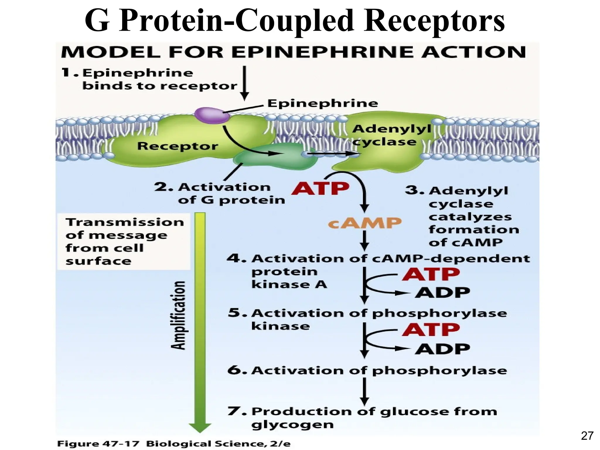 27
G Protein-Coupled Receptors
 