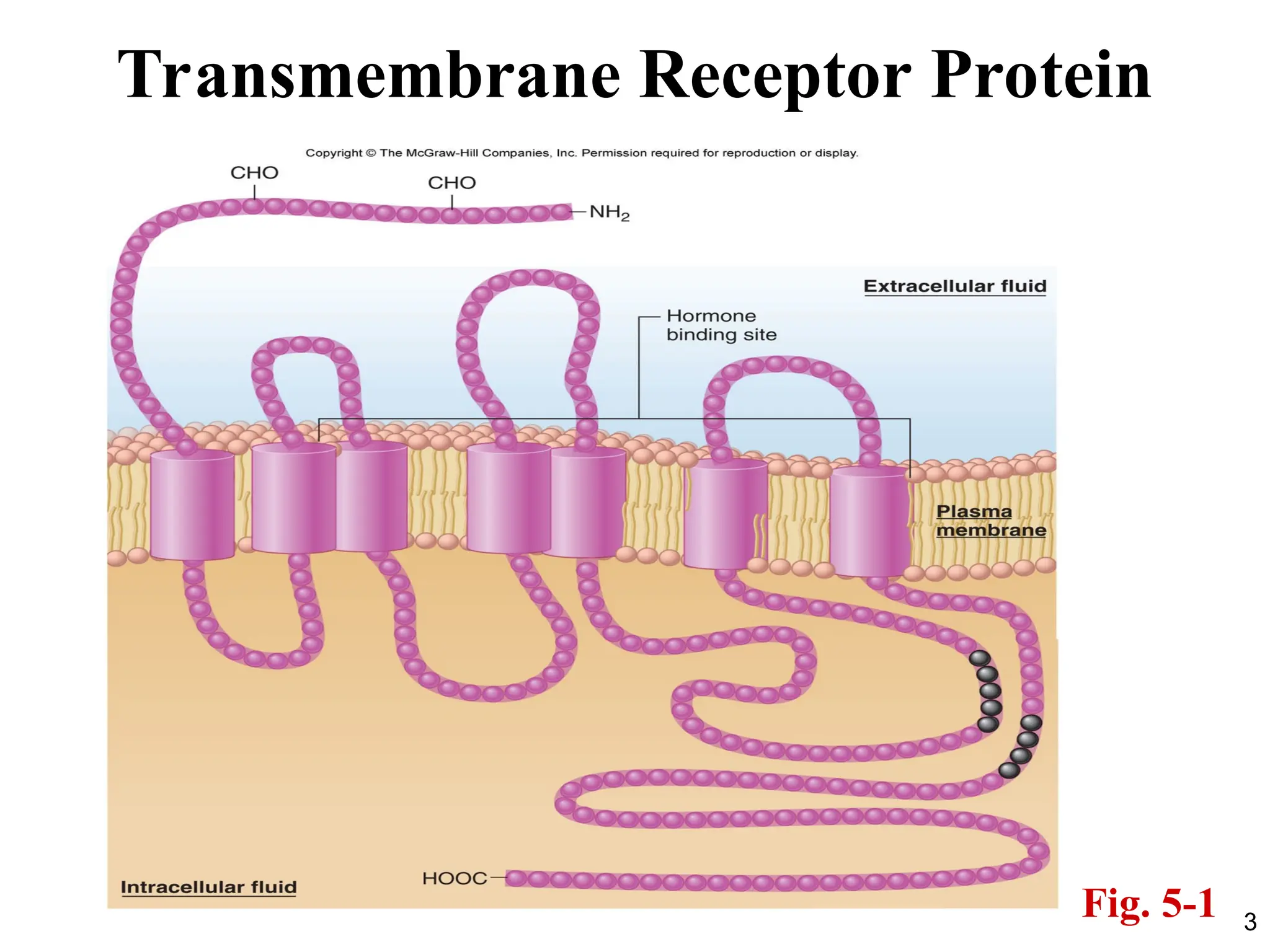 3
Transmembrane Receptor Protein
Fig. 5-1
 
