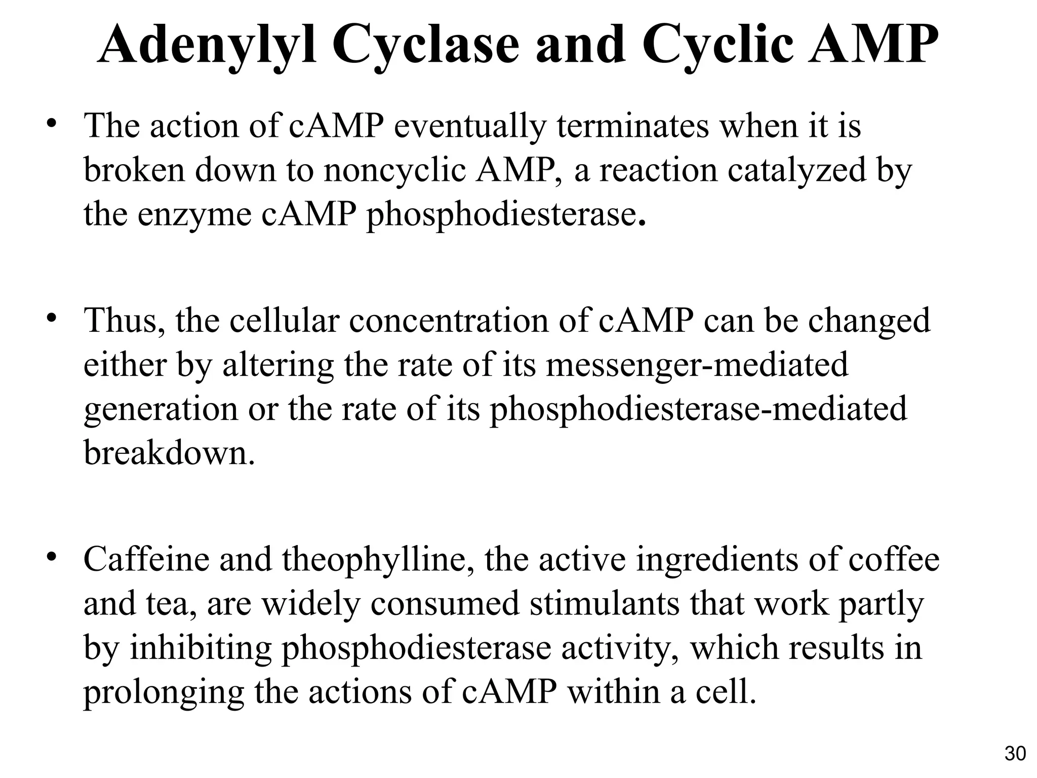 30
Adenylyl Cyclase and Cyclic AMP
• The action of cAMP eventually terminates when it is
broken down to noncyclic AMP, a reaction catalyzed by
the enzyme cAMP phosphodiesterase.
• Thus, the cellular concentration of cAMP can be changed
either by altering the rate of its messenger-mediated
generation or the rate of its phosphodiesterase-mediated
breakdown.
• Caffeine and theophylline, the active ingredients of coffee
and tea, are widely consumed stimulants that work partly
by inhibiting phosphodiesterase activity, which results in
prolonging the actions of cAMP within a cell.
 