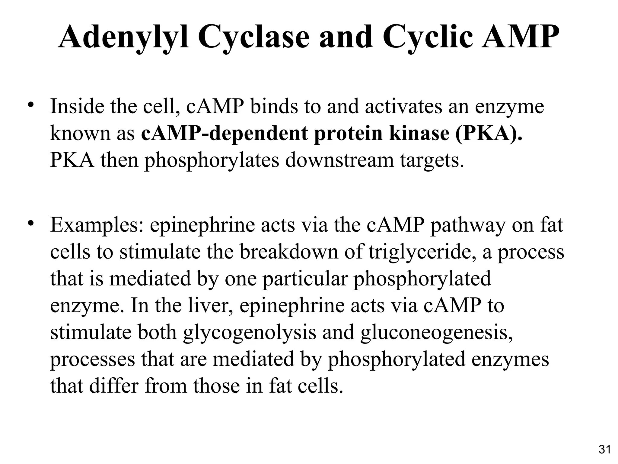 31
Adenylyl Cyclase and Cyclic AMP
• Inside the cell, cAMP binds to and activates an enzyme
known as cAMP-dependent protein kinase (PKA).
PKA then phosphorylates downstream targets.
• Examples: epinephrine acts via the cAMP pathway on fat
cells to stimulate the breakdown of triglyceride, a process
that is mediated by one particular phosphorylated
enzyme. In the liver, epinephrine acts via cAMP to
stimulate both glycogenolysis and gluconeogenesis,
processes that are mediated by phosphorylated enzymes
that differ from those in fat cells.
 