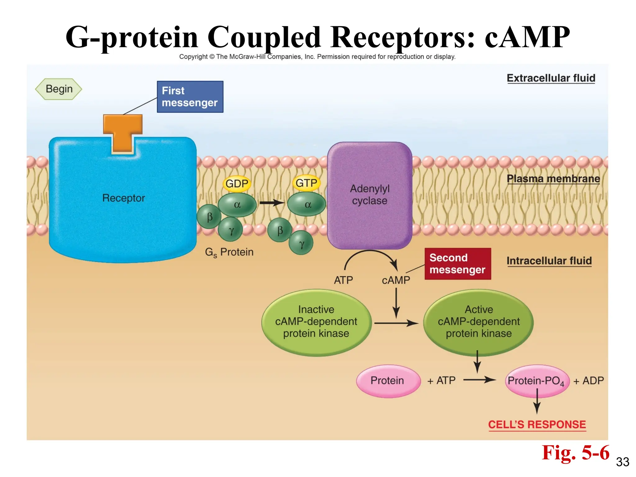 33
G-protein Coupled Receptors: cAMP
Fig. 5-6
 