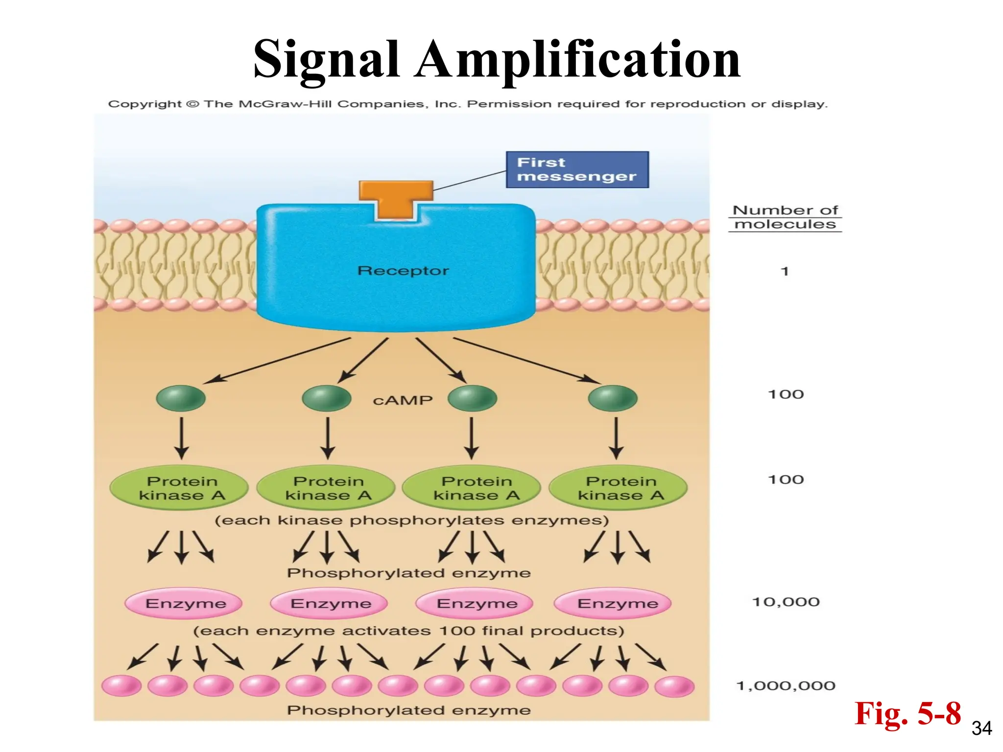 34
Signal Amplification
Fig. 5-8
 